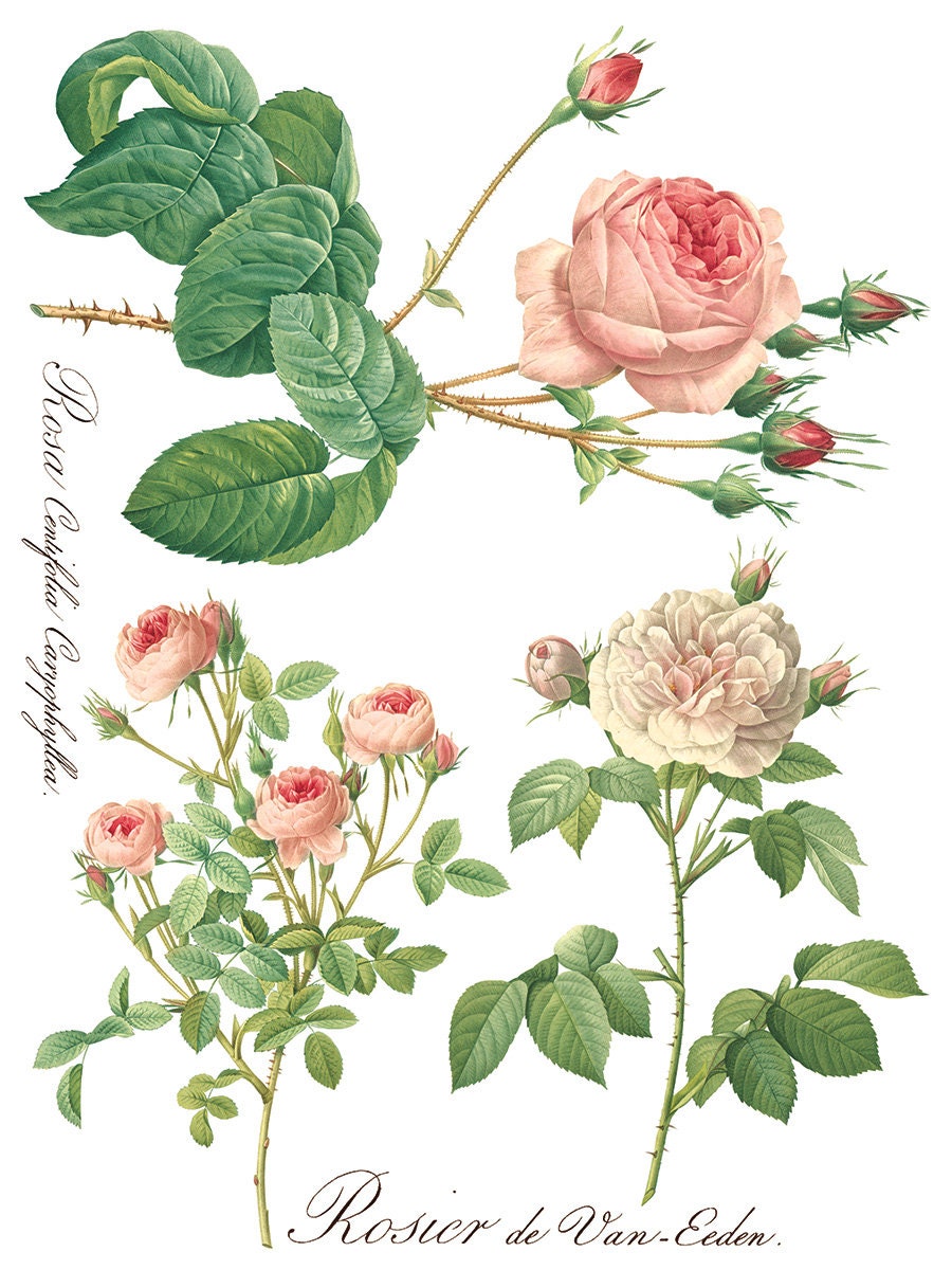 Rose Botanical IOD Transfer Pad with (8) 12 X 16 Sheets