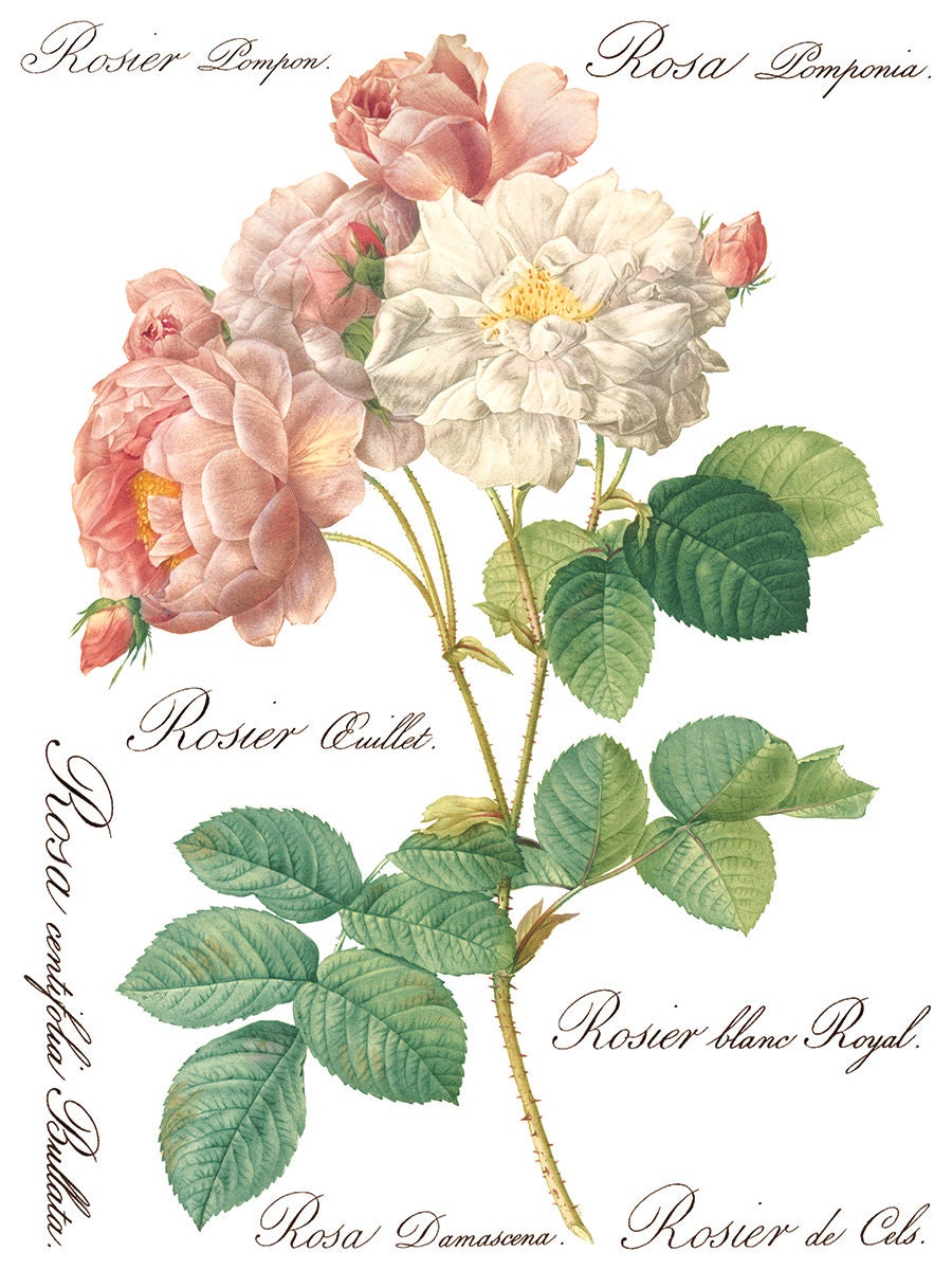 Rose Botanical IOD Transfer Pad with (8) 12 X 16 Sheets