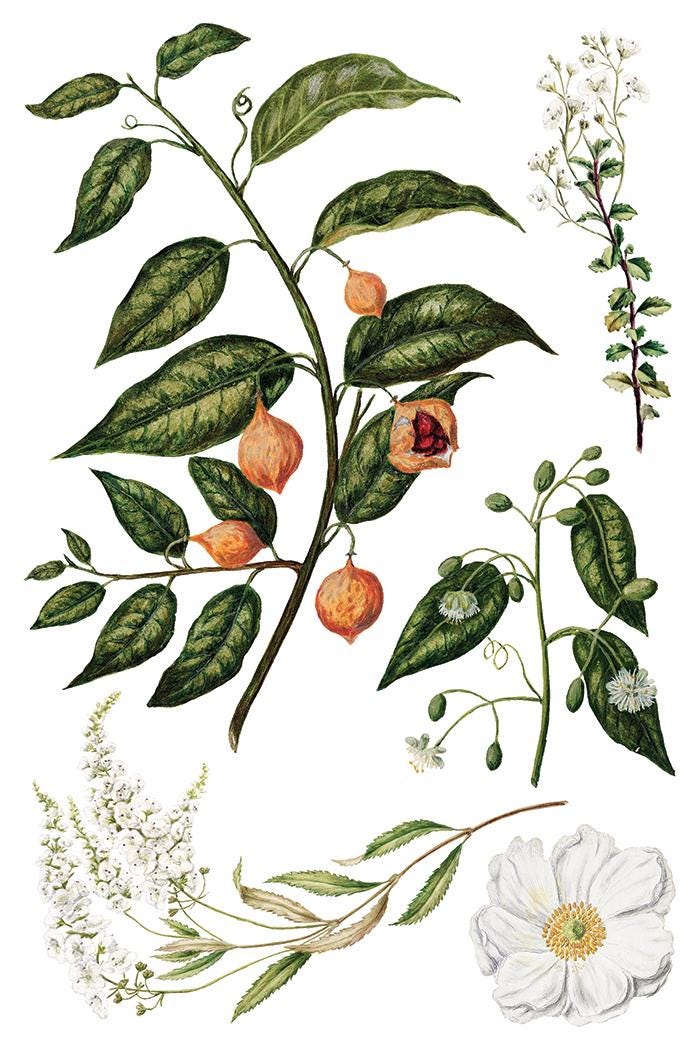 Sarah Featon's Botanicals, Rub On Transfer IOD Transfer (8)8 X 12 inches PAD