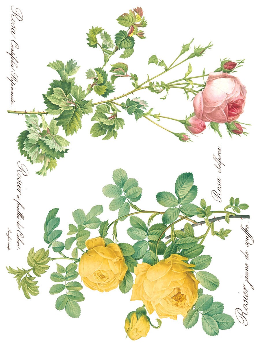 Rose Botanical IOD Transfer Pad with (8) 12 X 16 Sheets
