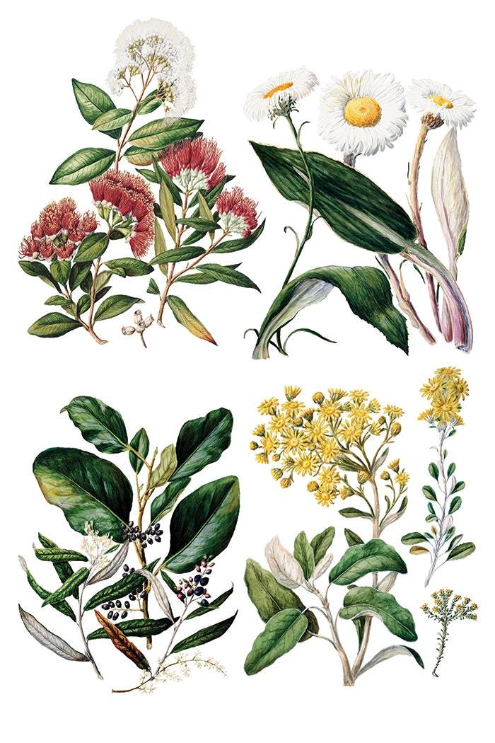 Sarah Featon's Botanicals, Rub On Transfer IOD Transfer (8)8 X 12 inches PAD