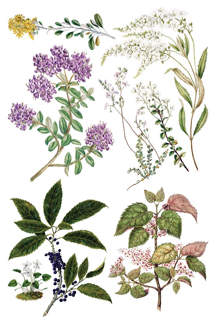 Sarah Featon's Botanicals, Rub On Transfer IOD Transfer (8)8 X 12 inches PAD