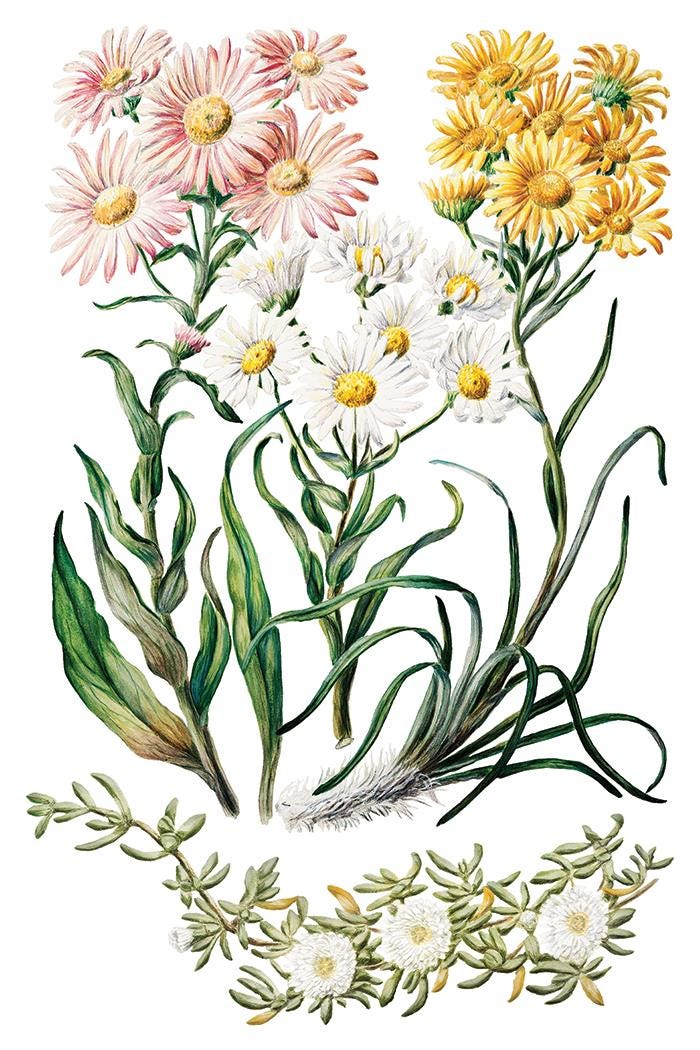 Sarah Featon's Botanicals, Rub On Transfer IOD Transfer (8)8 X 12 inches PAD