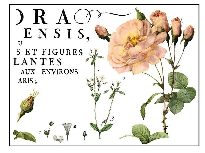 Flora Parisiensis IOD Transfer Pad with (4) 12 X 16 Sheets