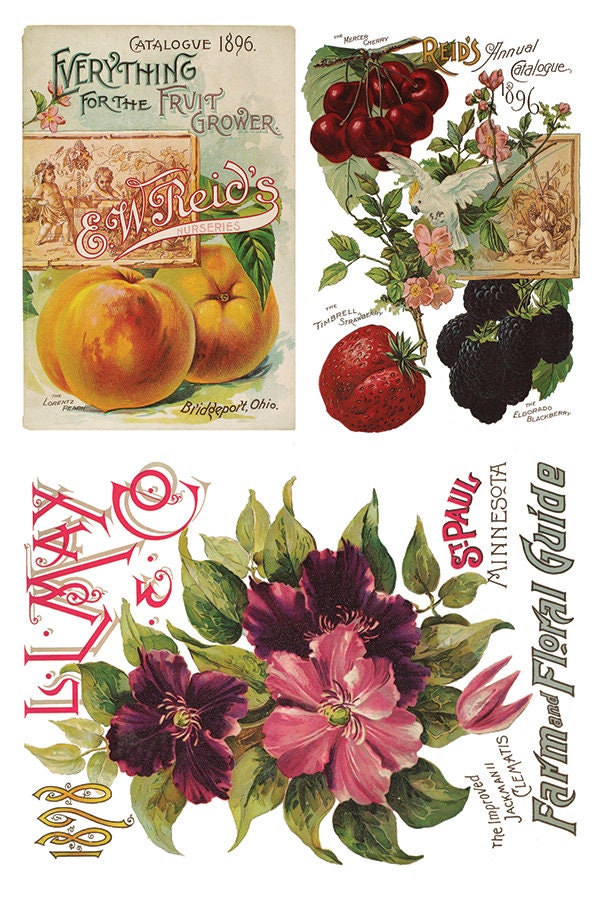 Seed Catalogue IOD Transfer Pad with (8) 8 x 12 Sheets