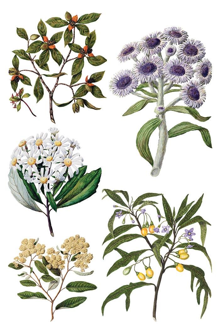Sarah Featon's Botanicals, Rub On Transfer IOD Transfer (8)8 X 12 inches PAD