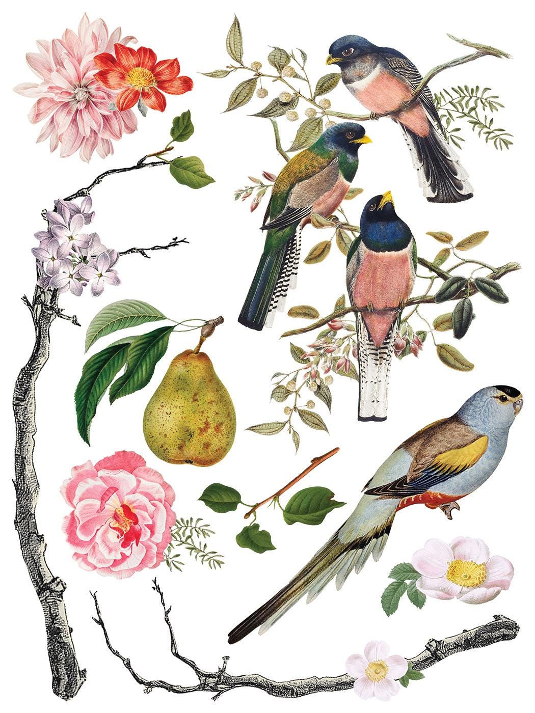 NEW Menagerie, IOD Transfer Pad, (8) 12 X 16 Sheets