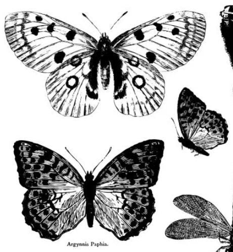 IOD Butterflies Stamp