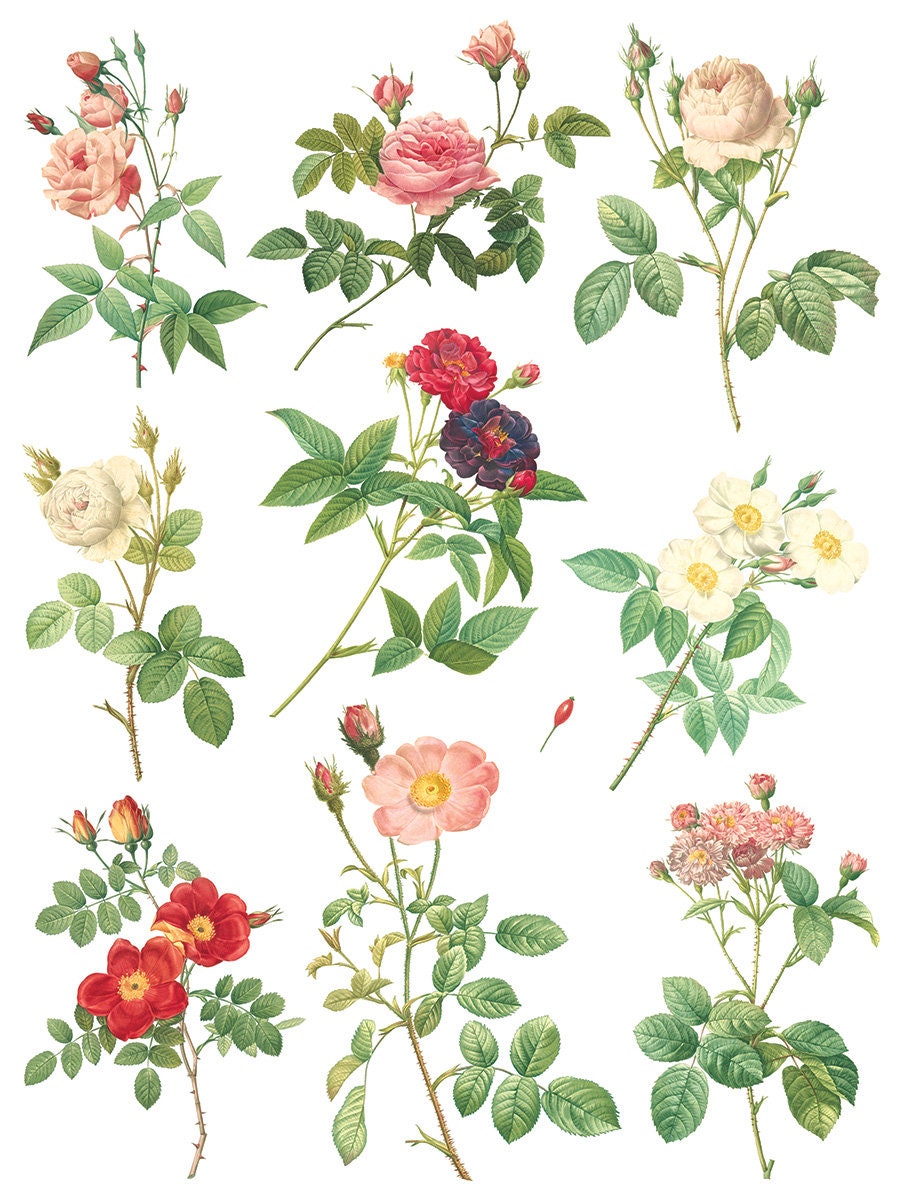 Rose Botanical IOD Transfer Pad with (8) 12 X 16 Sheets
