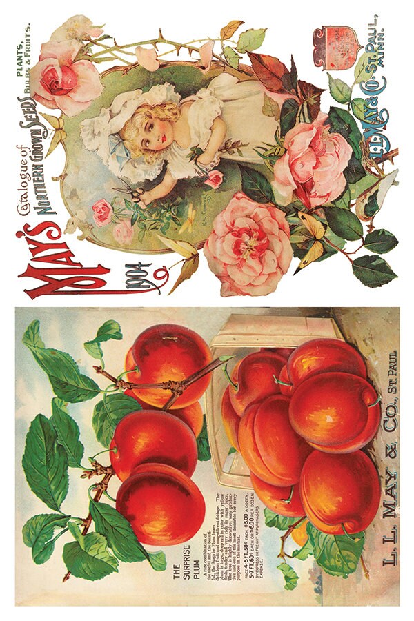 Seed Catalogue IOD Transfer Pad with (8) 8 x 12 Sheets