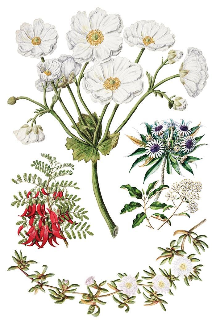 Sarah Featon's Botanicals, Rub On Transfer IOD Transfer (8)8 X 12 inches PAD
