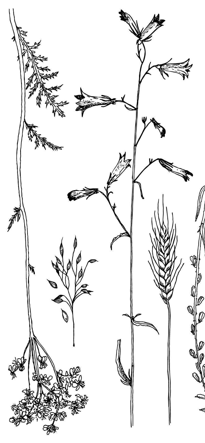 IOD Sprigs Stamp