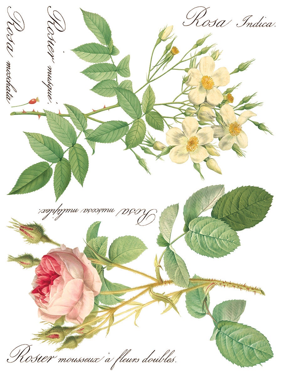 Rose Botanical IOD Transfer Pad with (8) 12 X 16 Sheets
