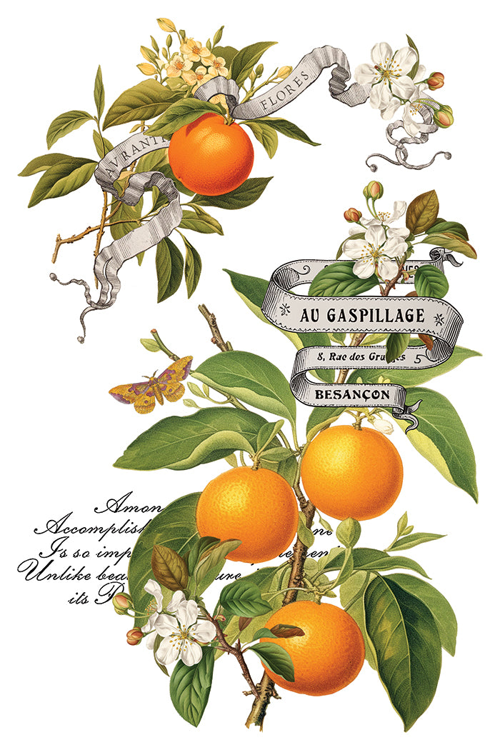 2025 IOD Clementine Transfer Pad with (8) 8 x 12 Sheets