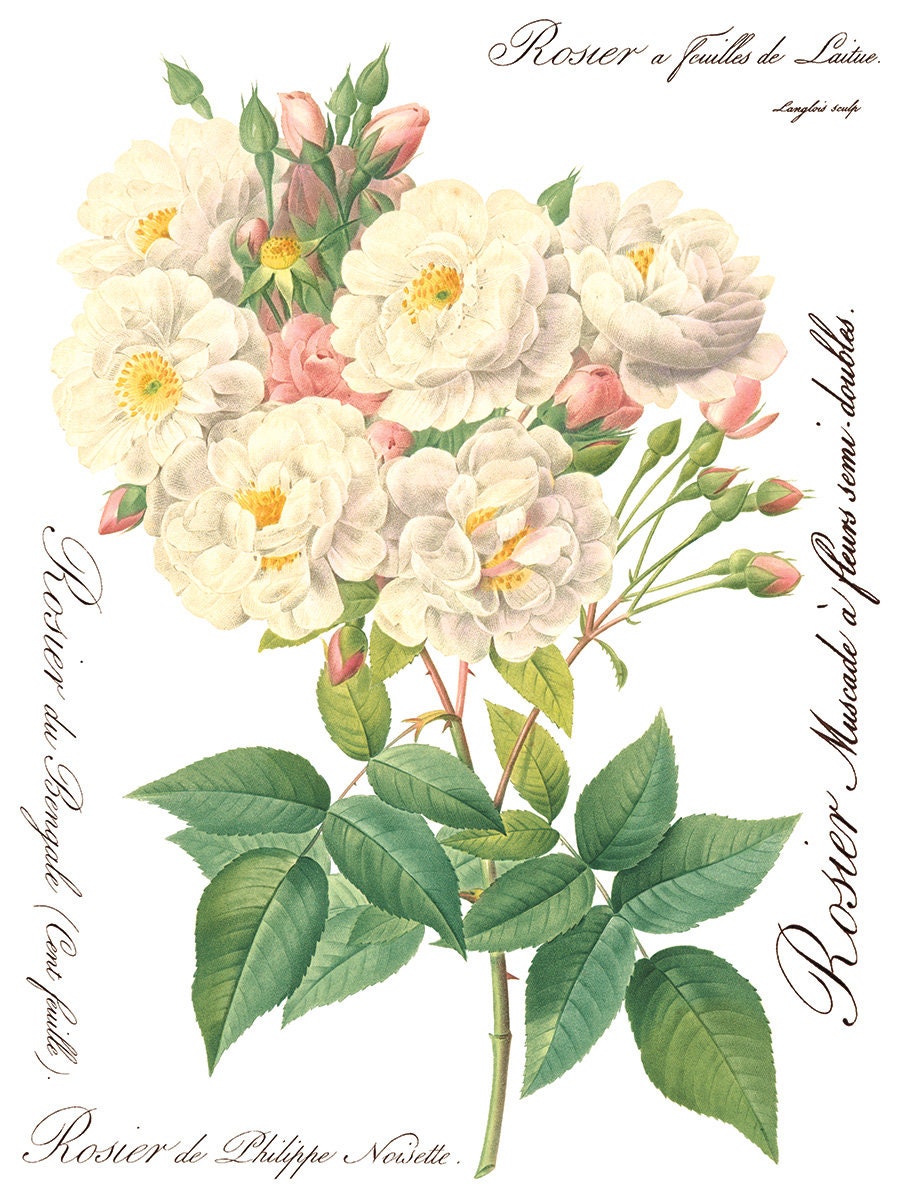 Rose Botanical IOD Transfer Pad with (8) 12 X 16 Sheets