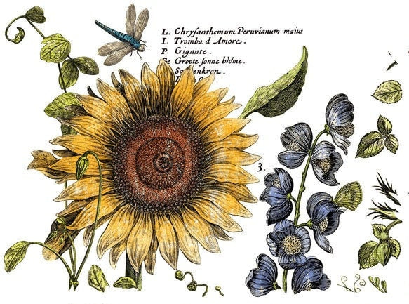 Botanist's Journal IOD Transfer Pad with (4) 12 X 16 Sheets