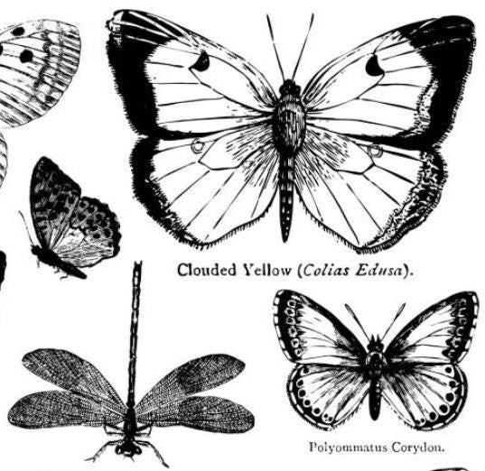 IOD Butterflies Stamp