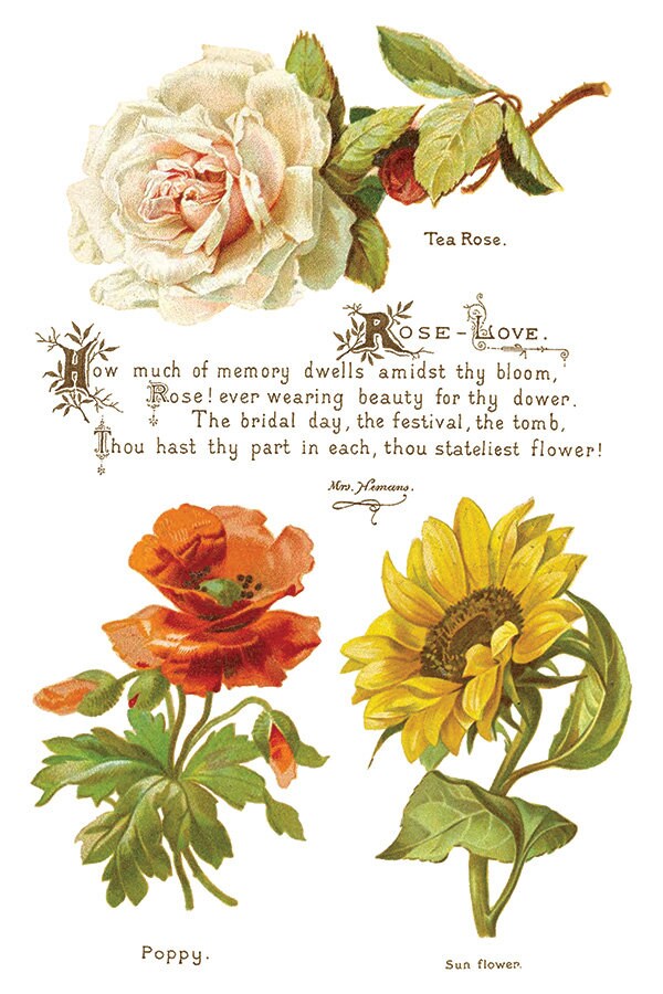 Lover of Flowers, IOD Transfer 8 X 12 inches PAD