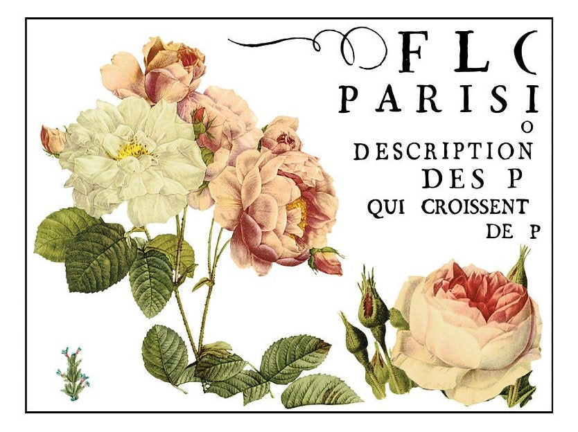 Flora Parisiensis IOD Transfer Pad with (4) 12 X 16 Sheets