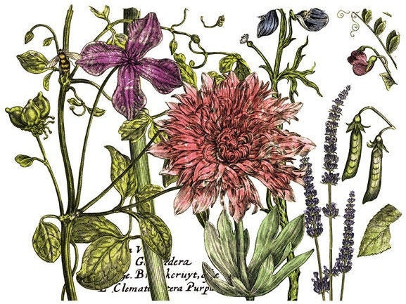 Botanist's Journal IOD Transfer Pad with (4) 12 X 16 Sheets