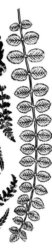 IOD Fronds Stamp