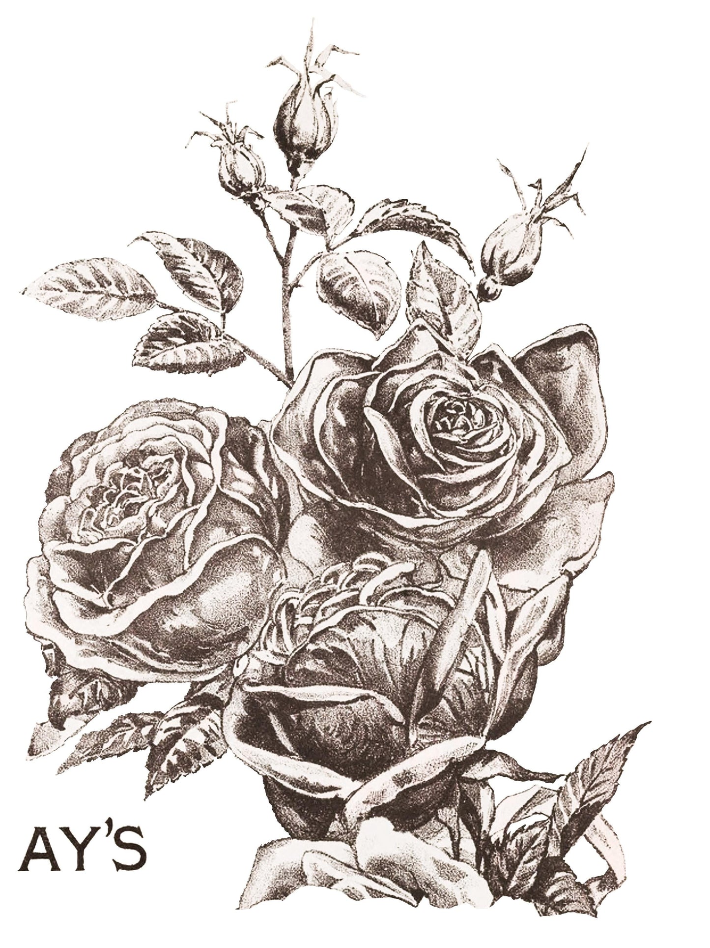May's Roses IOD Transfer Pad with (4) 12 X 16 Sheets