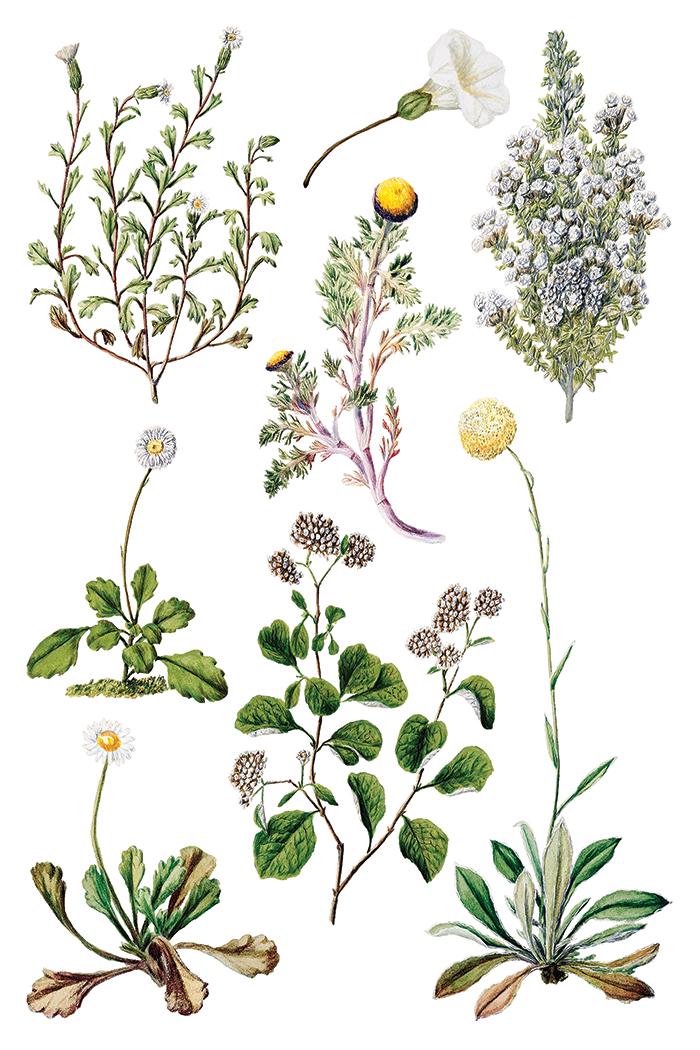 Sarah Featon's Botanicals, Rub On Transfer IOD Transfer (8)8 X 12 inches PAD
