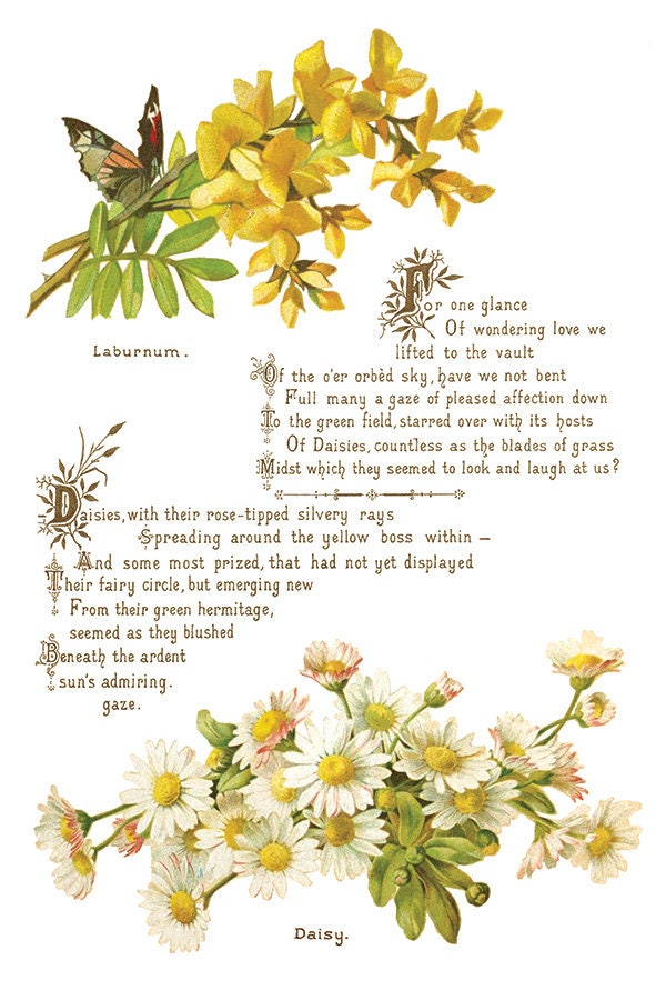 Lover of Flowers, IOD Transfer 8 X 12 inches PAD