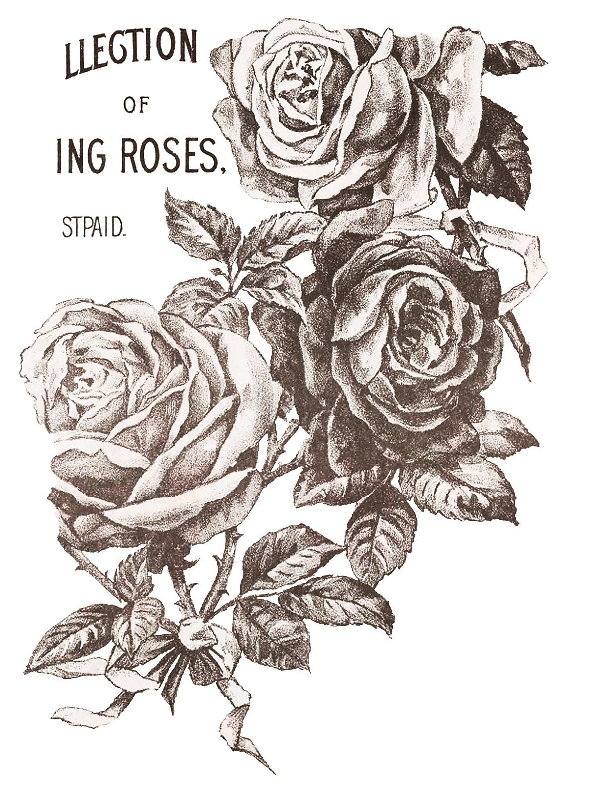 May's Roses IOD Transfer Pad with (4) 12 X 16 Sheets