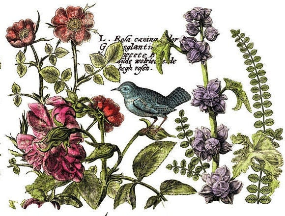 Botanist's Journal IOD Transfer Pad with (4) 12 X 16 Sheets