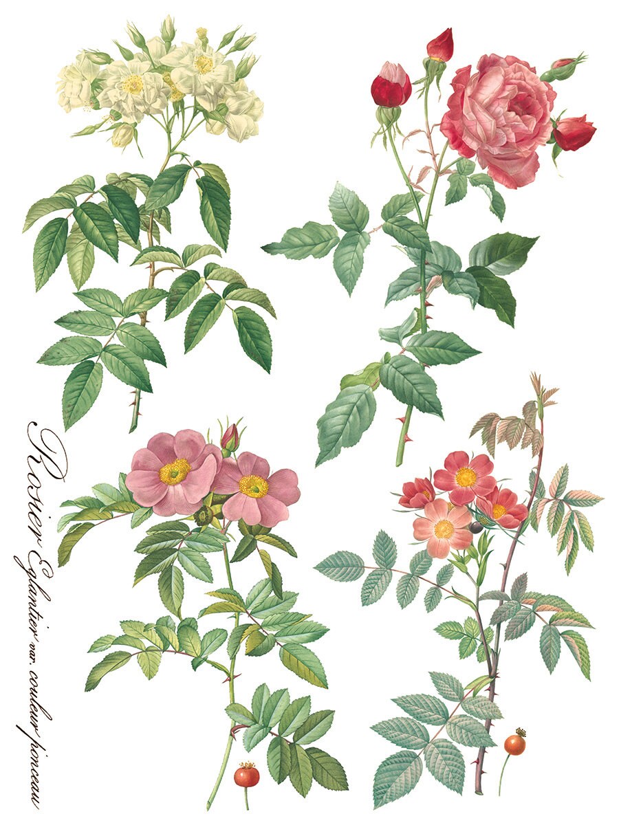 Rose Botanical IOD Transfer Pad with (8) 12 X 16 Sheets