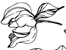 IOD Peonies 2 Sheet 12 inch by 12 inch Stamps