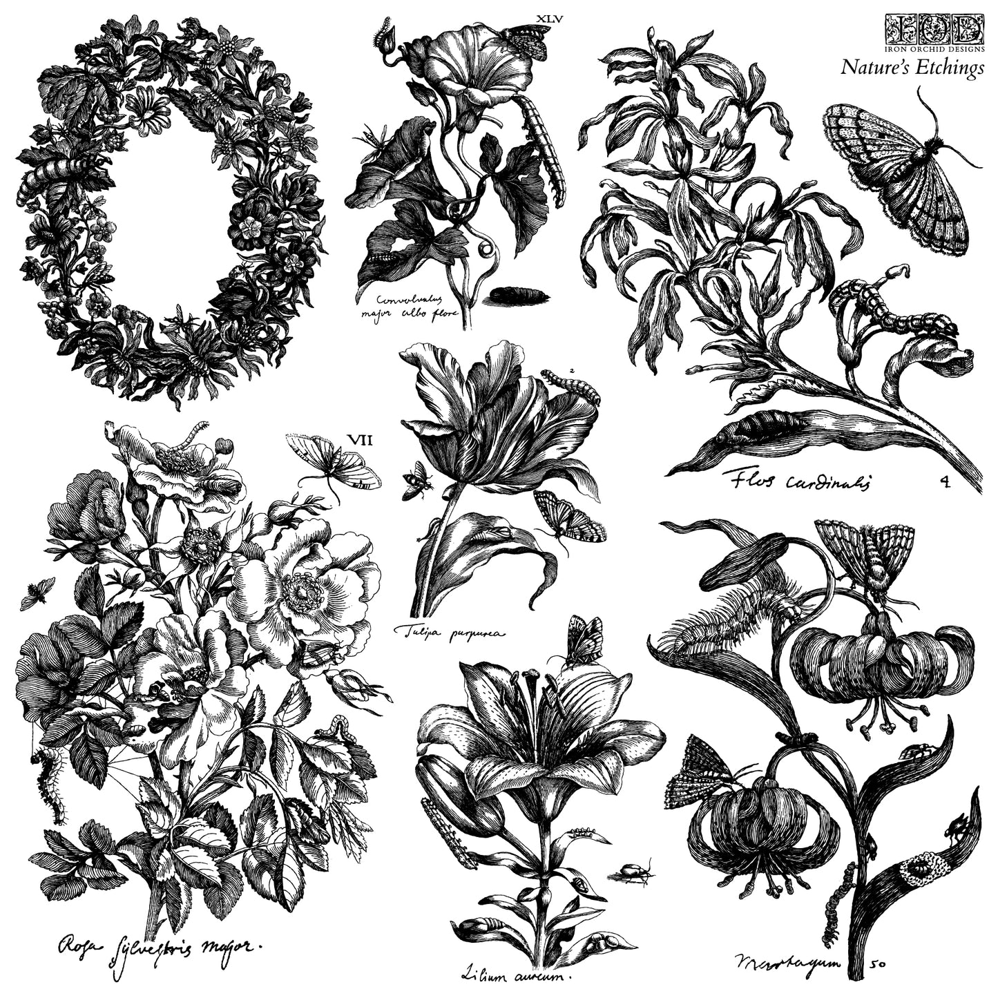 IOD Nature’s Etchings