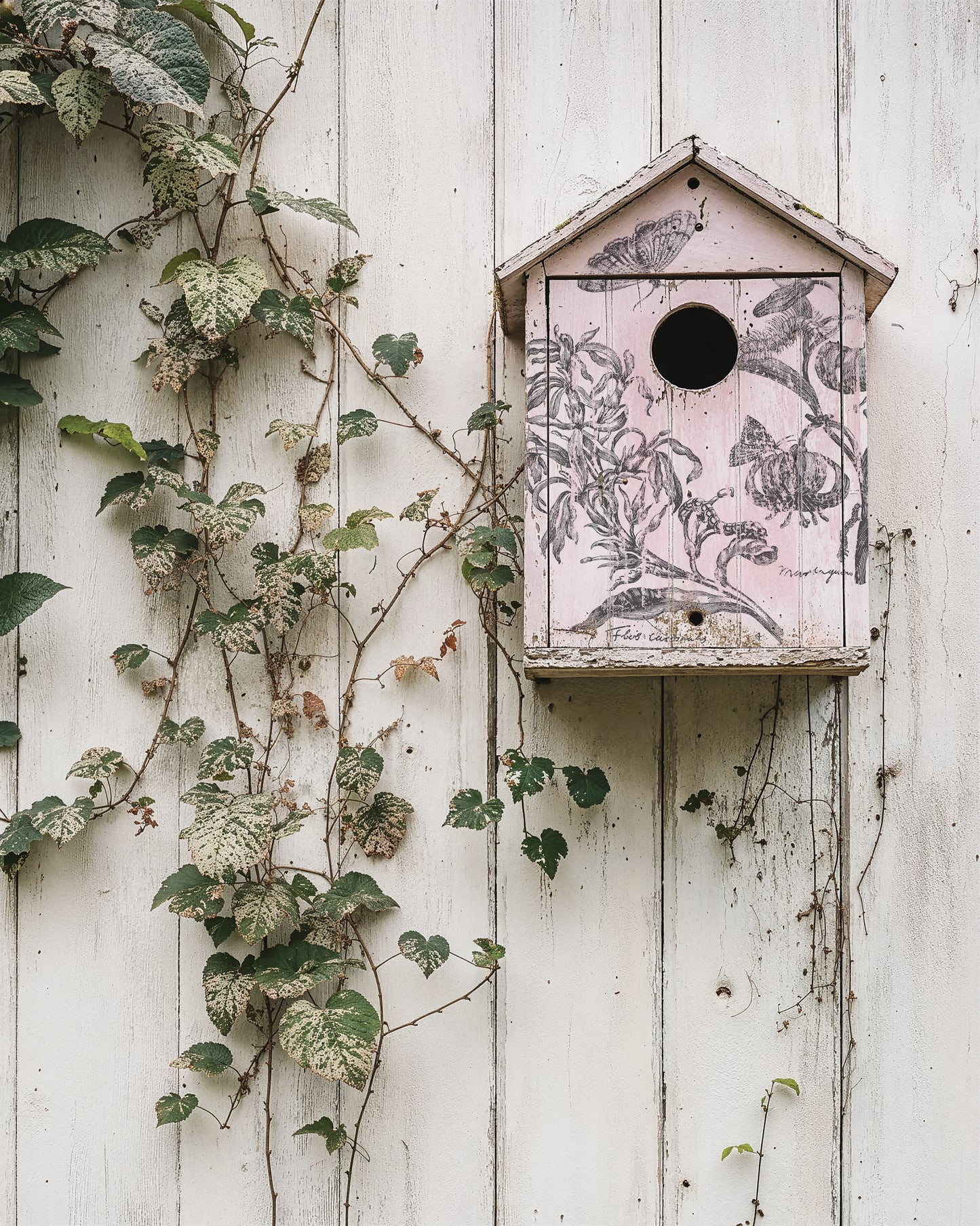 IOD Nature’s Etchings