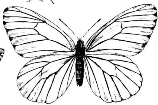IOD Butterflies Stamp