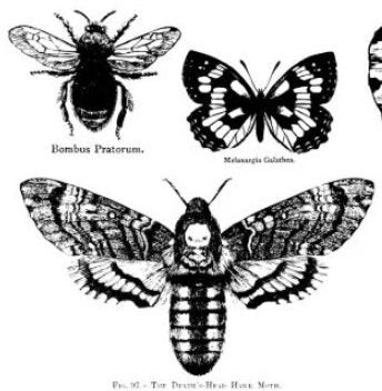 IOD Butterflies Stamp