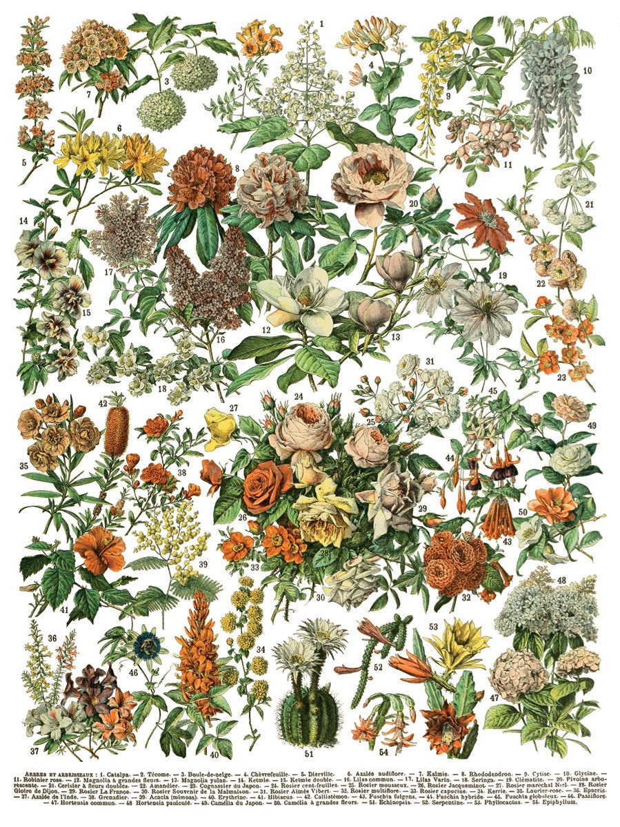 Millot's Pages IOD Transfer Pad with (8) 12 X 16 Sheets by Iron Orchid Designs Rub-On Furniture Transfer Decal Ships in 1-2 days!