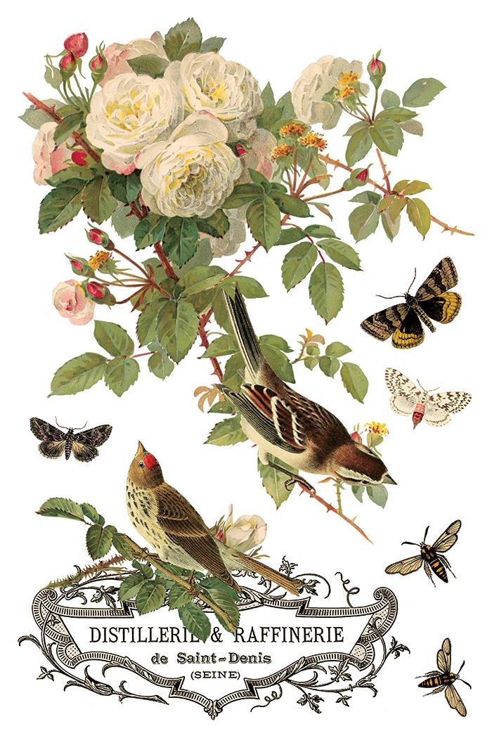 2026 IOD NEW By Any Other Name Transfer Pad with (8) 8 x 12 Sheets, Iron Orchid Designs Rub-On Furniture Transfer Decal Botanicals